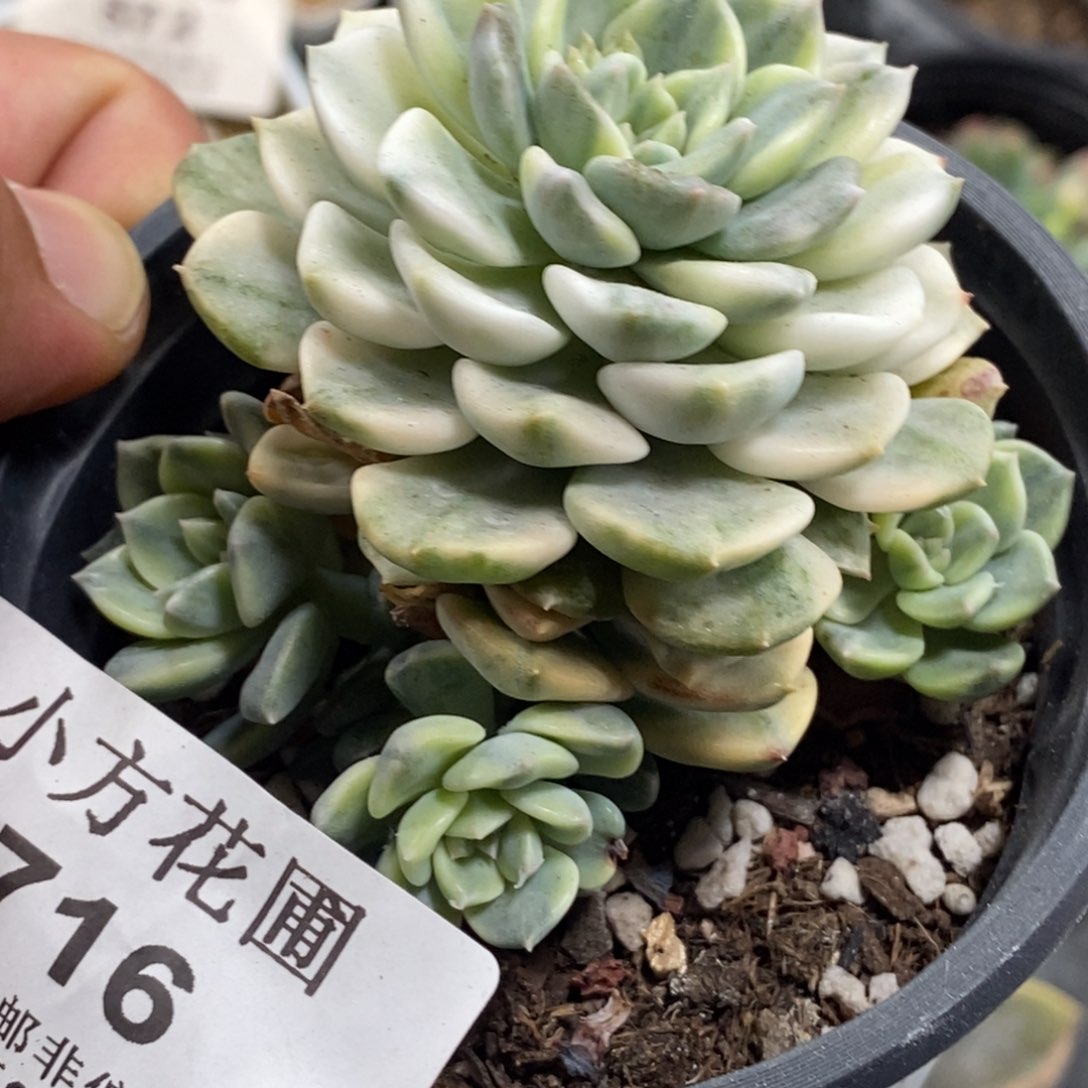 716锦汀客贝尔锦