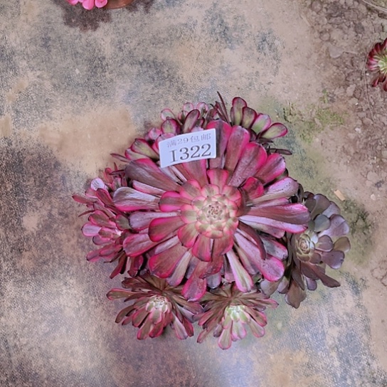 322红金刚多肉植物