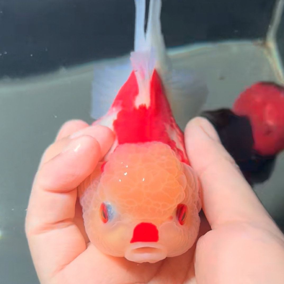 泰狮百褶活体观赏鱼