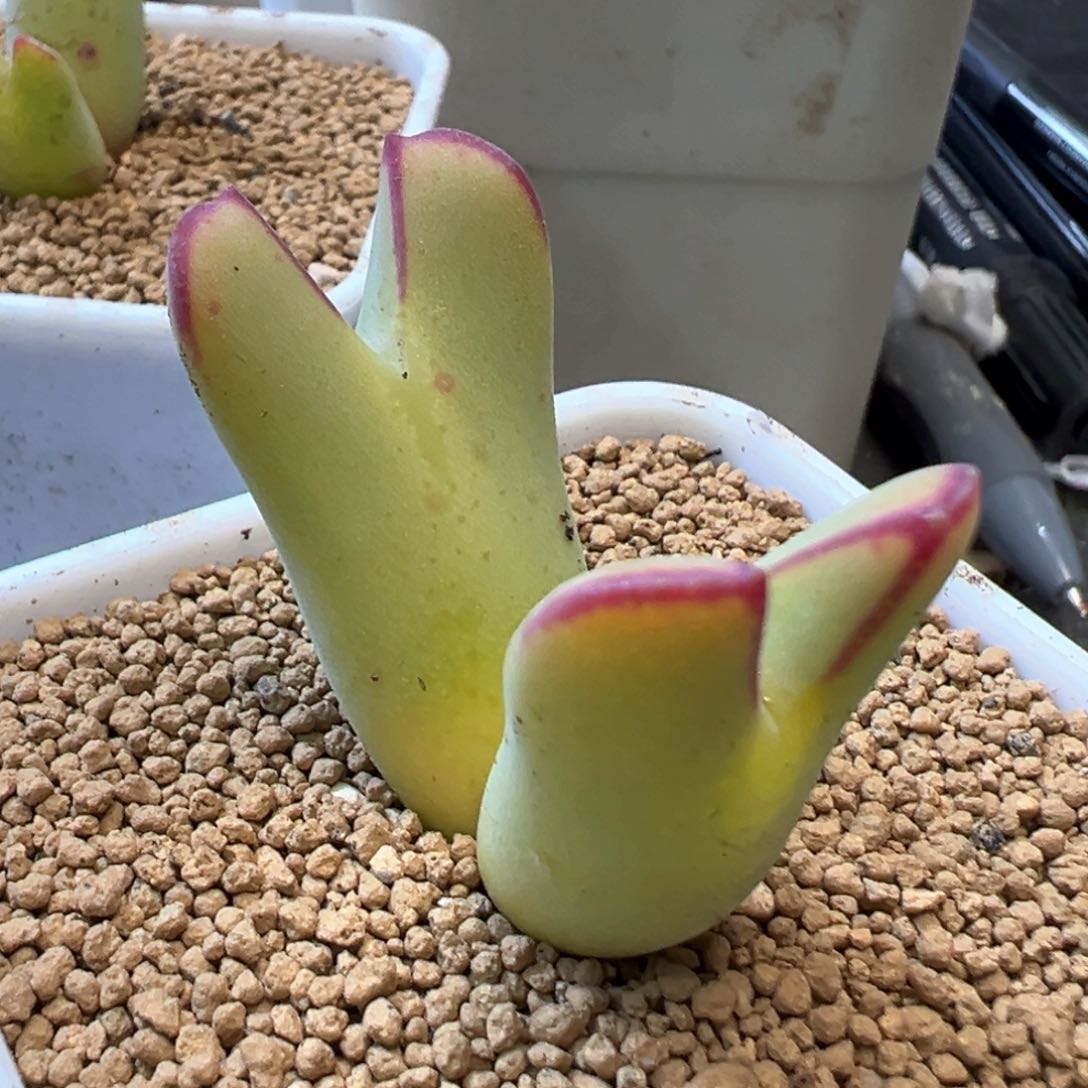 黄体红边将将肉锥植物