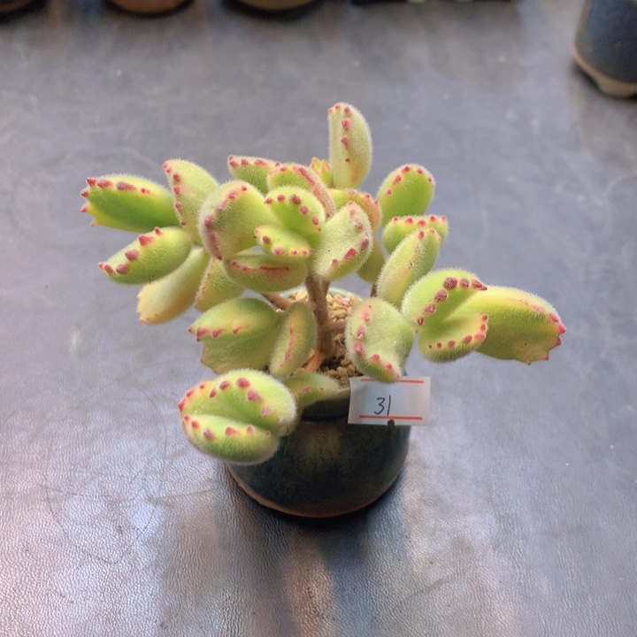 一物一拍满30包邮 31