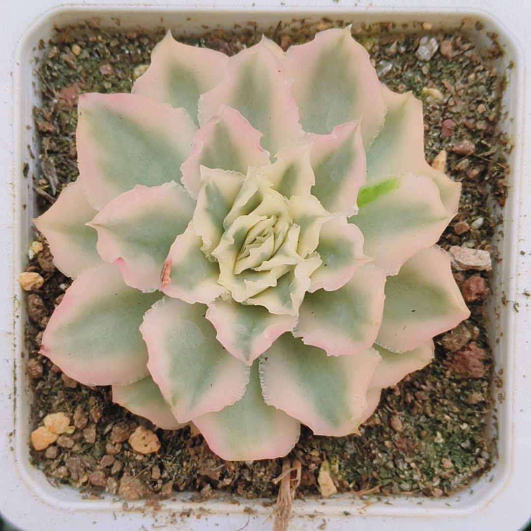 紫蝴蝶锦多肉植物