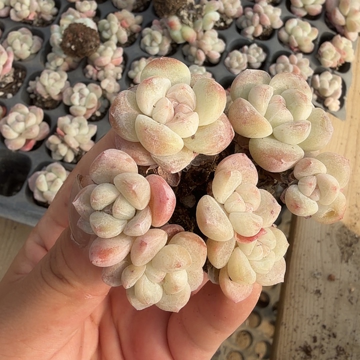 20号单双混合白粉个体10颗