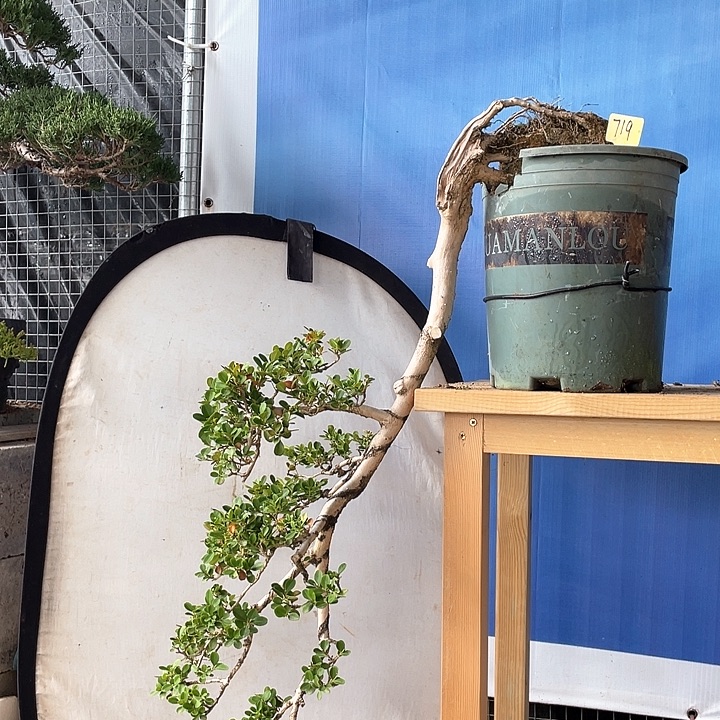 瓜子黄杨盆景老桩