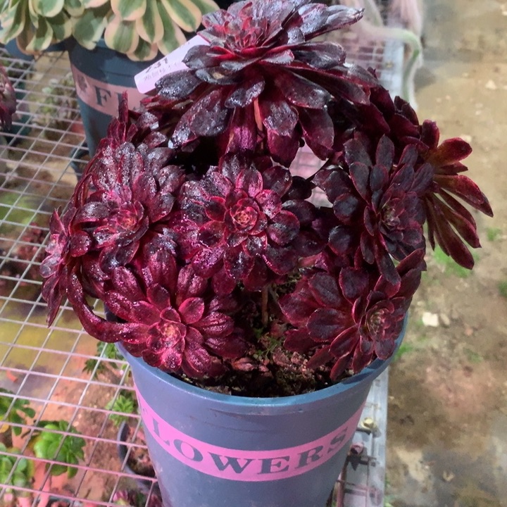 231墨颜多肉植物