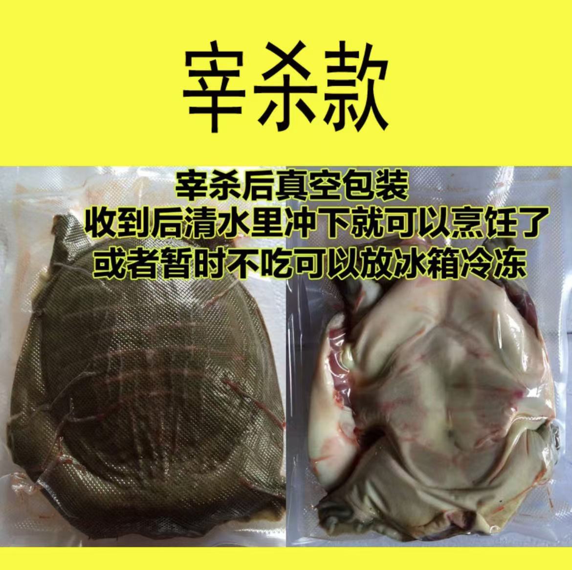 【宰杀款】甲鱼处理鲜活宰杀外塘青黄背生态水产火锅食材外塘甲鱼