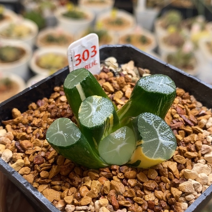 303号玉龙万象锦带盆发货