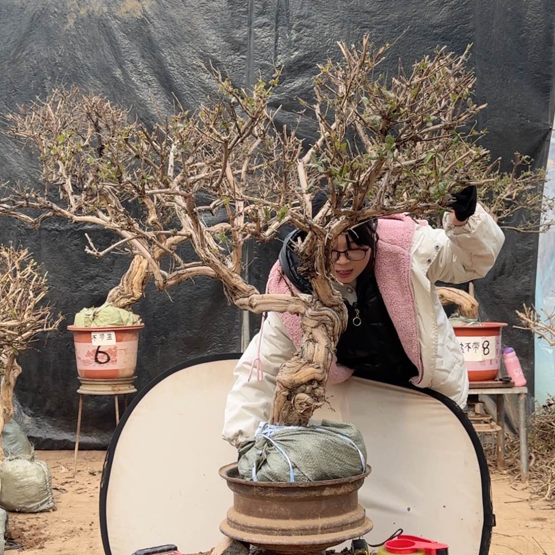 风***子金银花金银花金银花金花