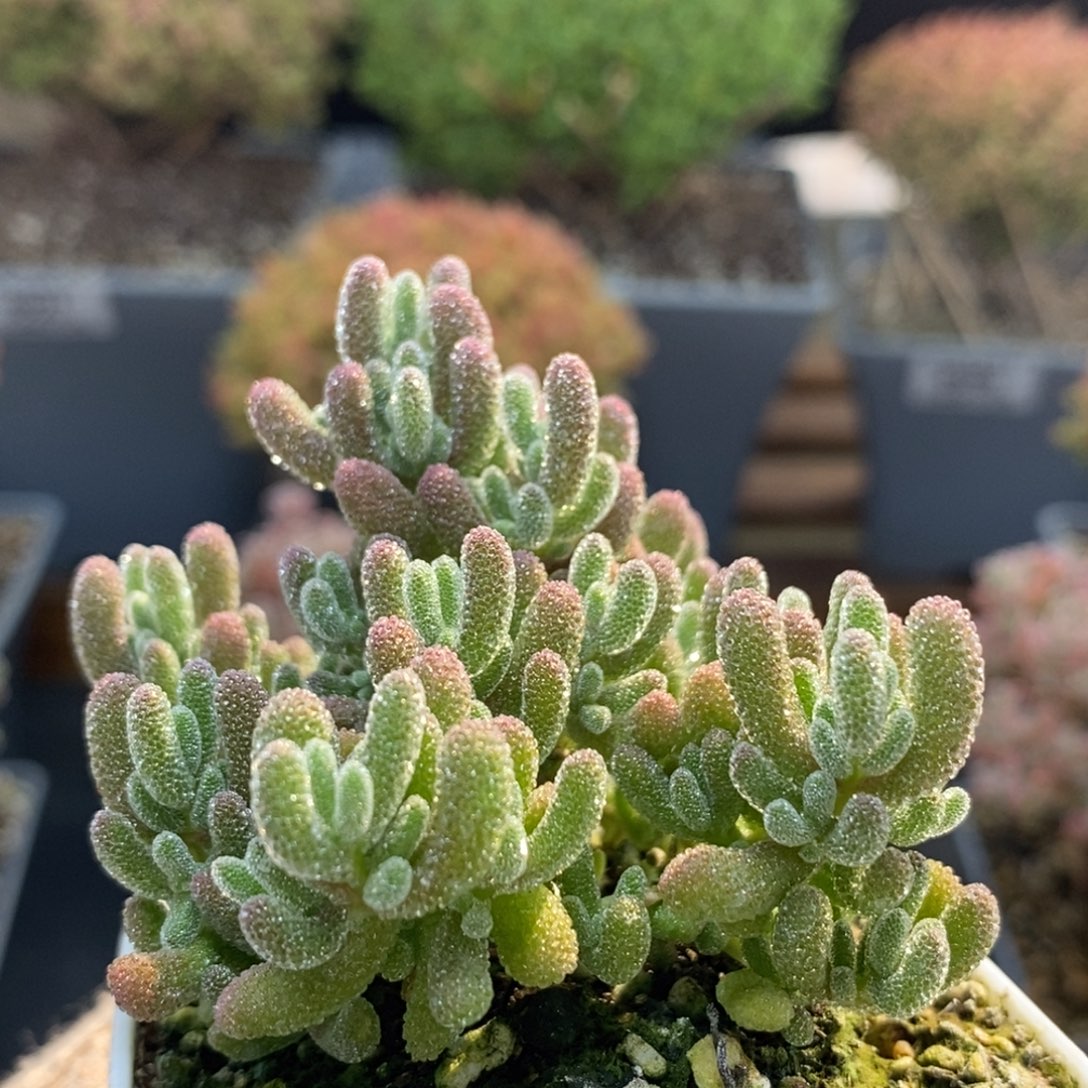 优选冰晶6674枝干番杏