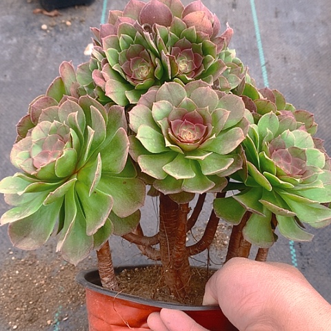 123万圣节多肉植物