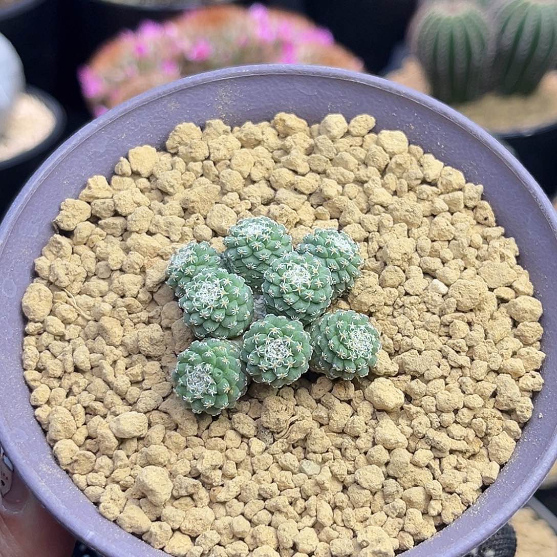 群生菊水Aaaaaaaaaaaaaas