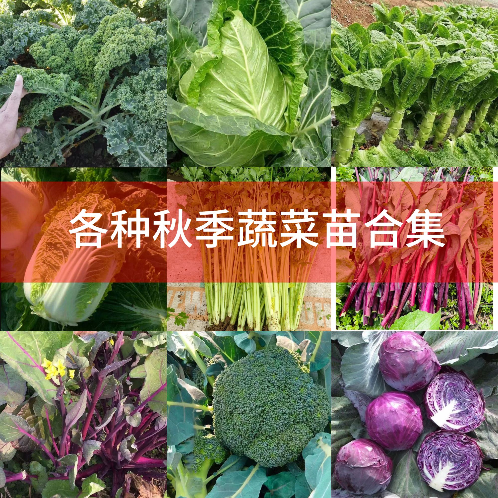 【特惠菜苗合集】各种秋冬蔬菜苗耐寒易种植带土发货