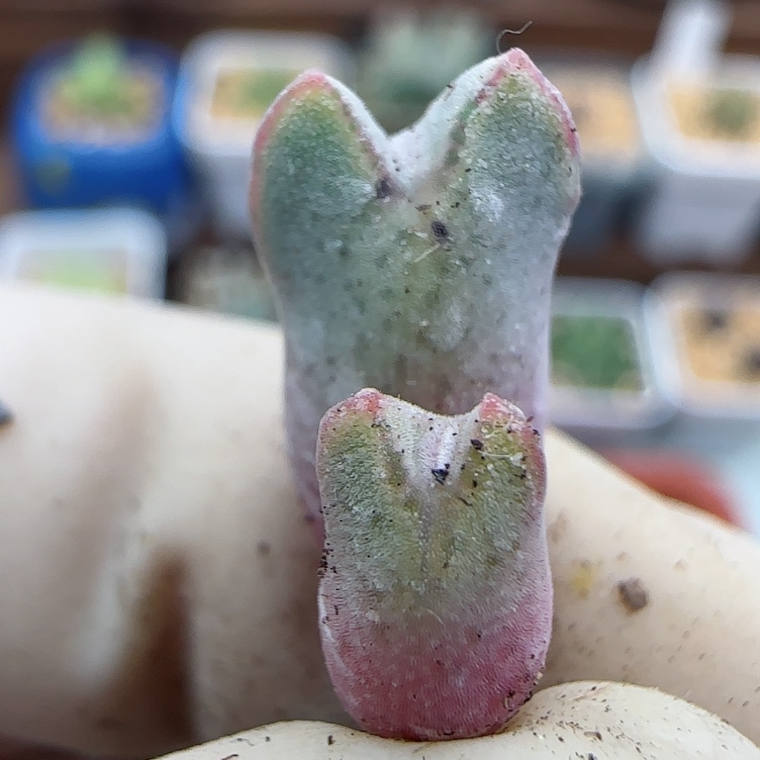 435园艺优选猪蹄