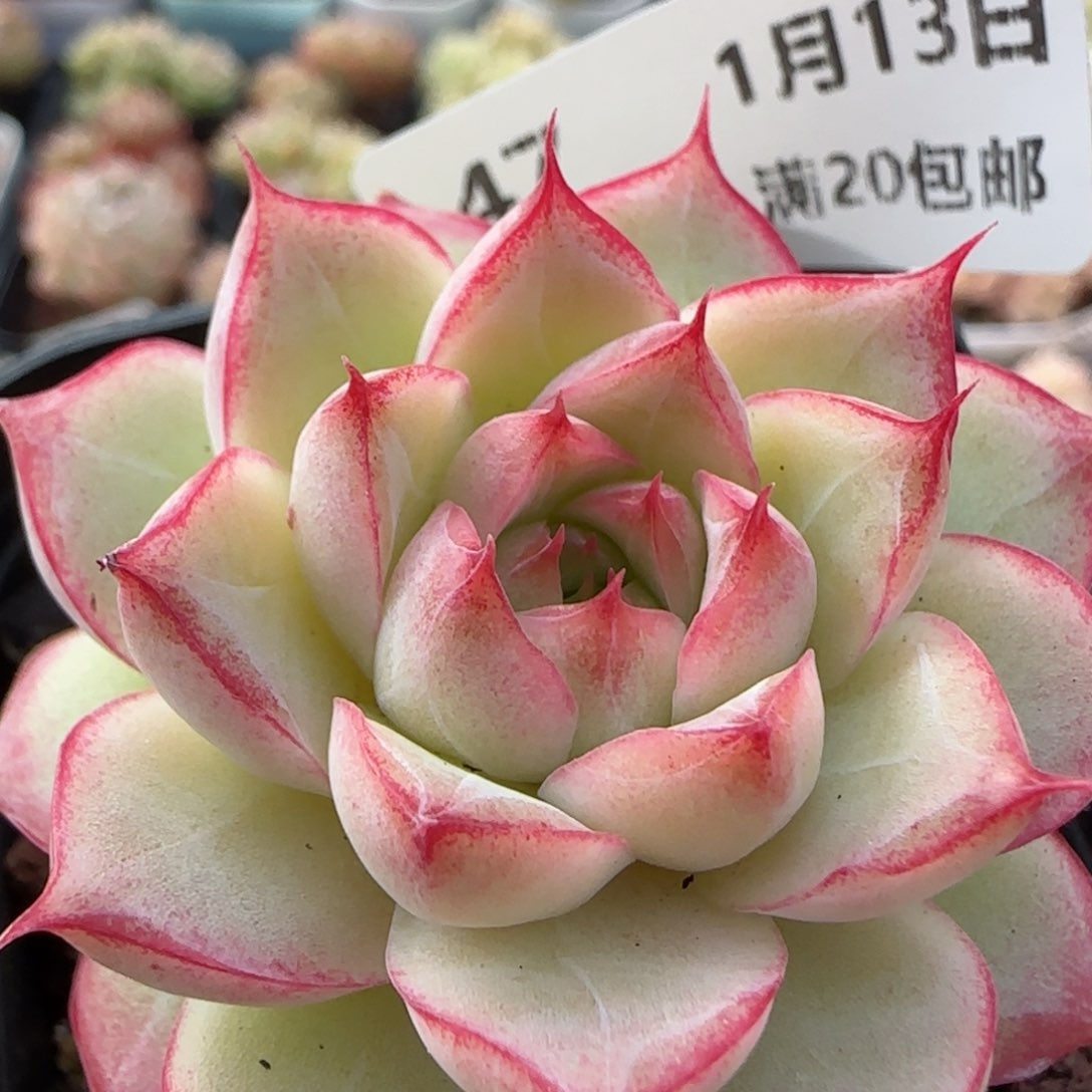 花语逸境0113-47女王