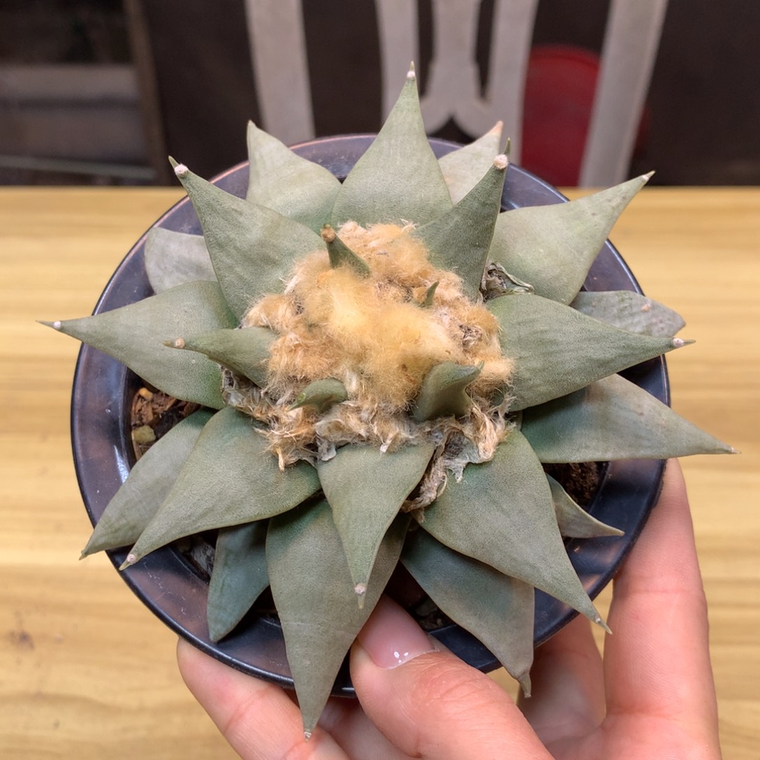       16号 实生 老桩三角岩牡丹13公分