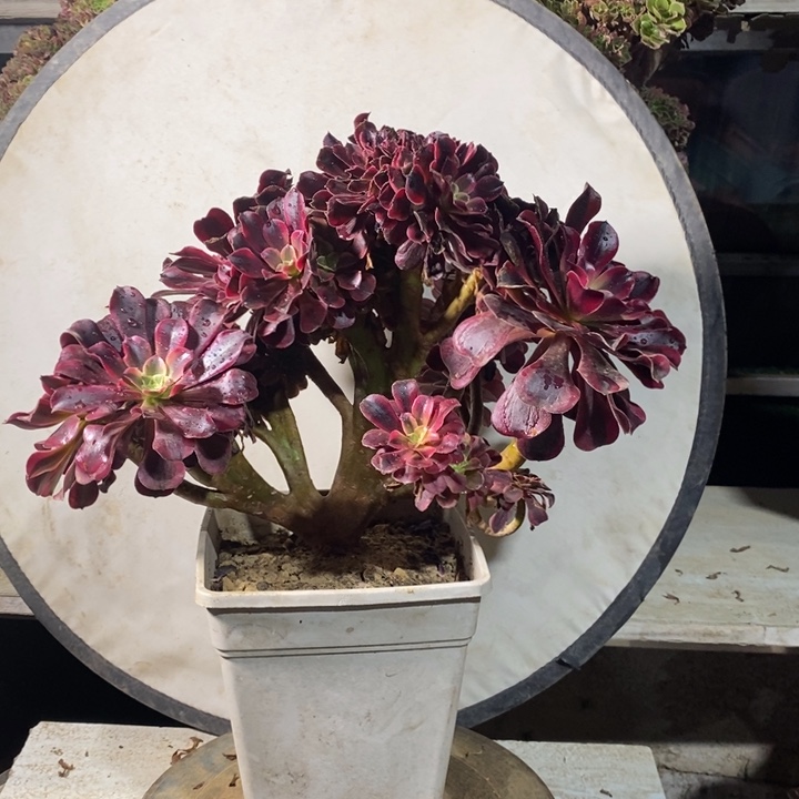 美杜莎老桩朵朵缀