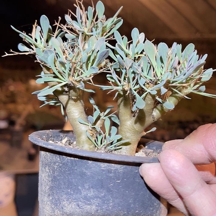 满38包邮2天凑单，脱土晾根发货多肉植物黑鬼殿