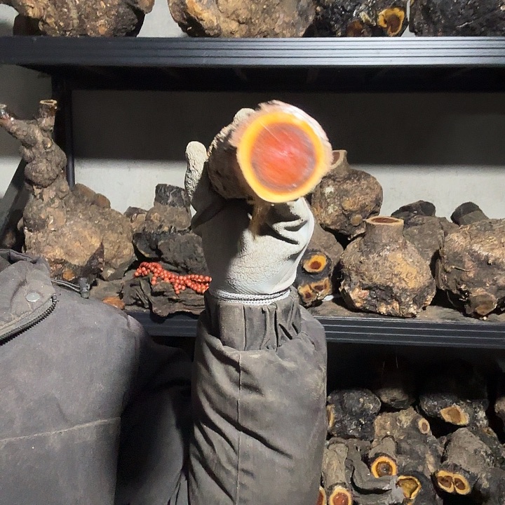 海***0香榧木火琉璃的故事是一个