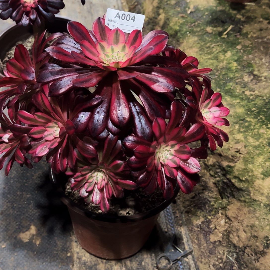 用***8完全开放多肉植物004月亮女神法师