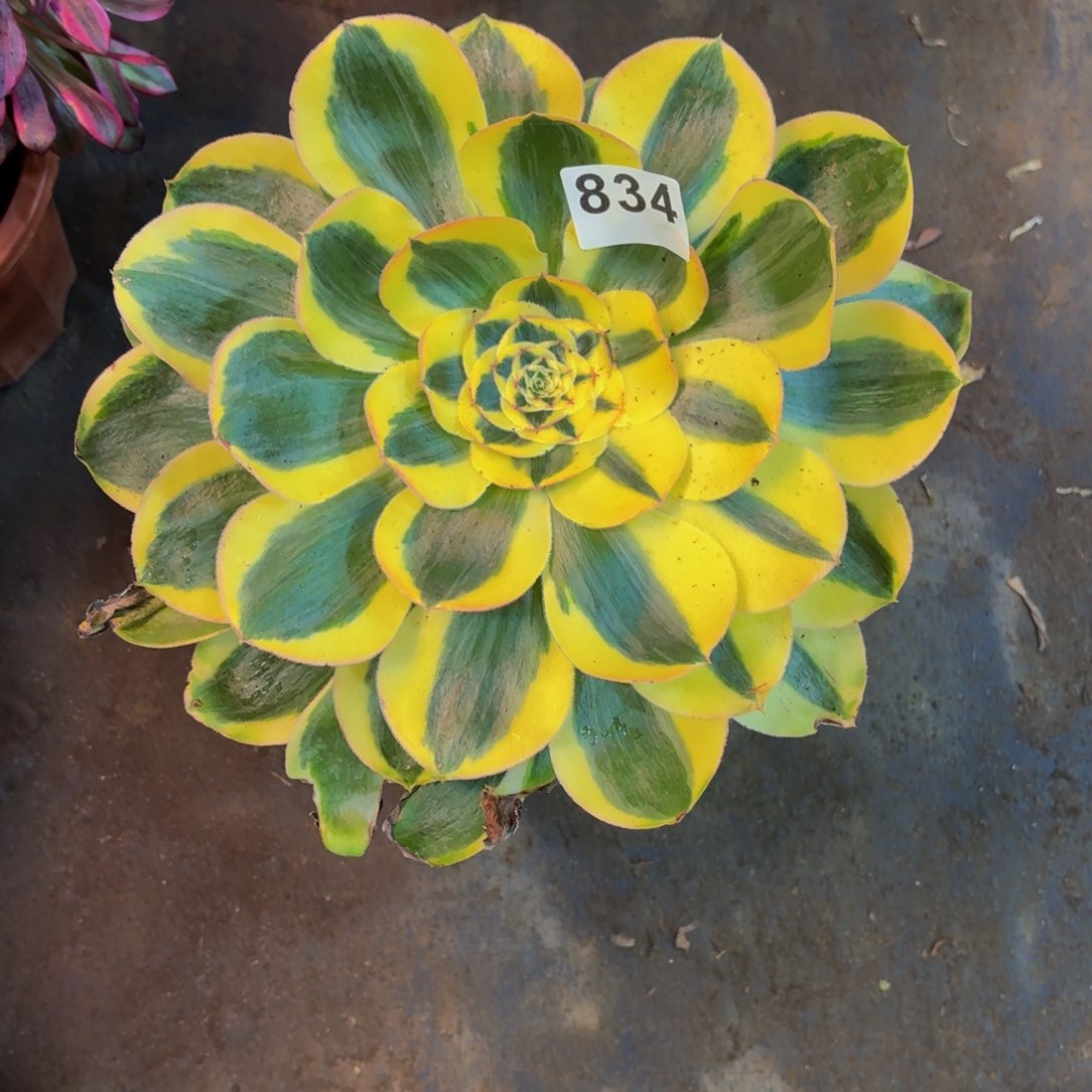 多肉法师王妃军美丽834