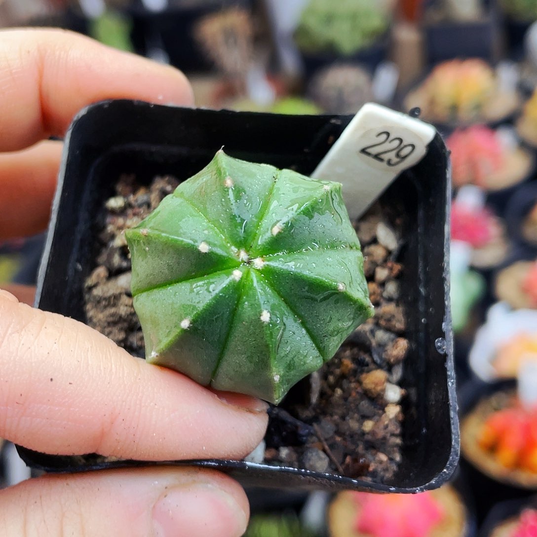 非偏远地区满25包邮仙人球