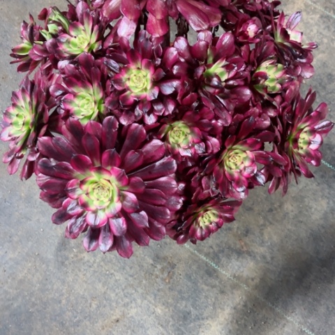 绞*机多肉植物美姬锦。