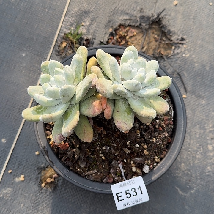 拇指多肉植物一物一拍