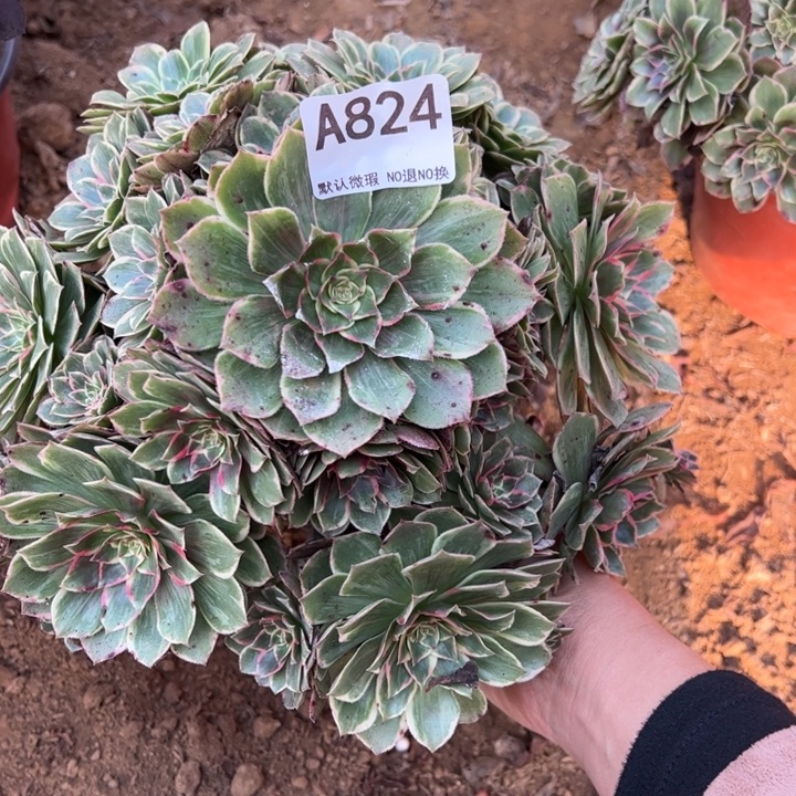 莲花座多肉植物824.