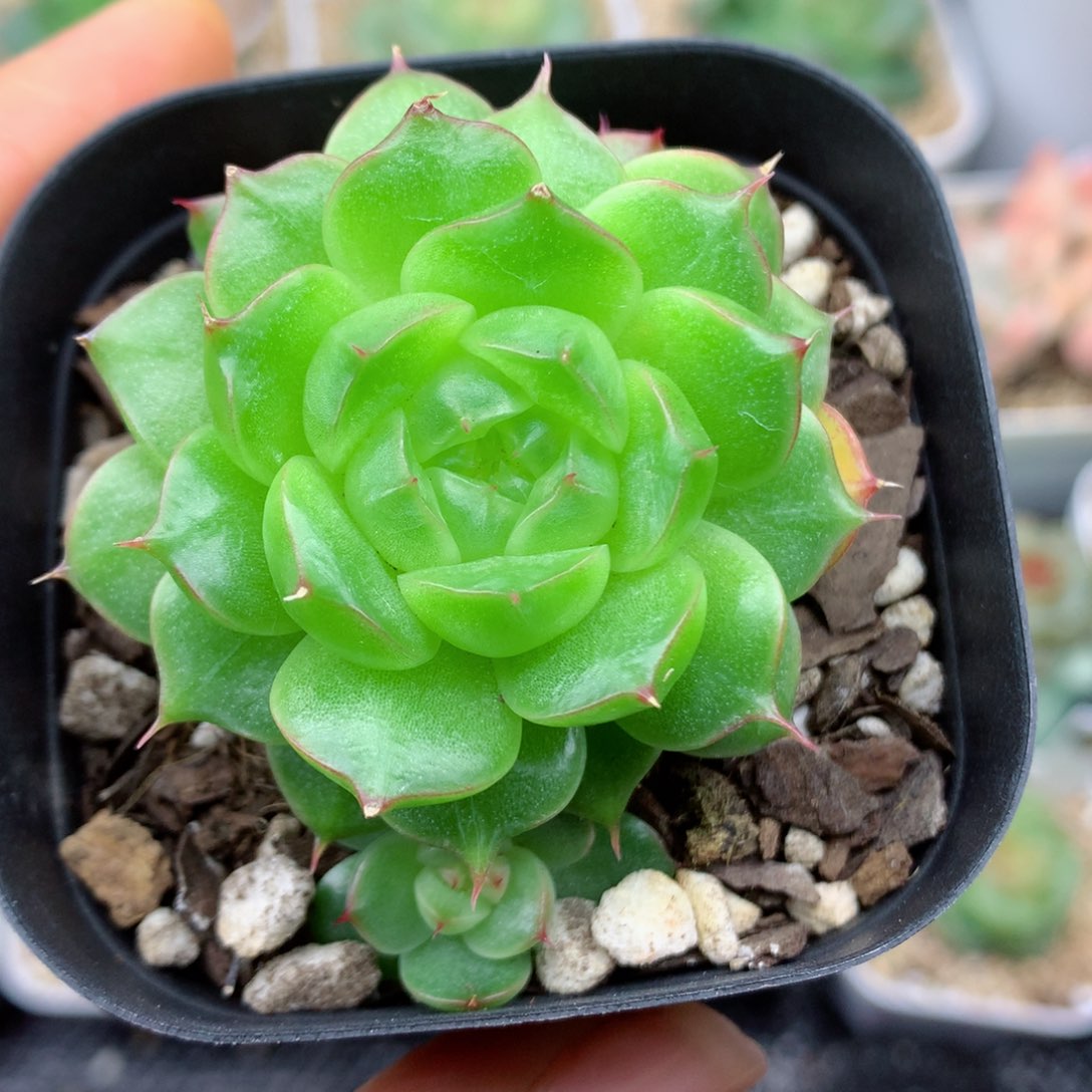 58包邮  群生不包整08