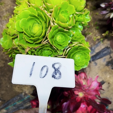 多肉植物绿羊绒法师