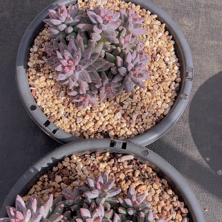 一物一拍多肉植物