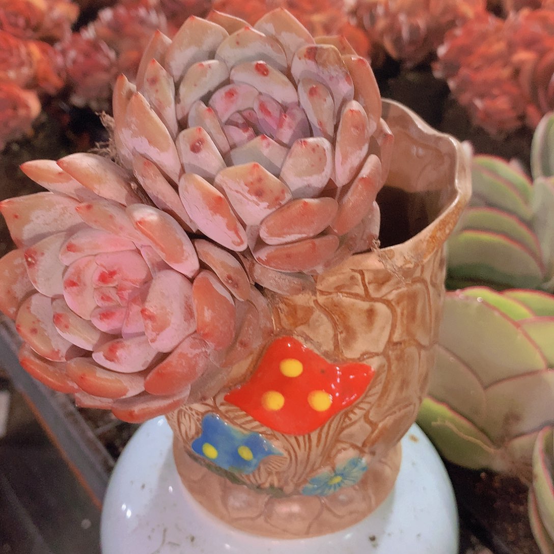 双头天使橙245678900000 