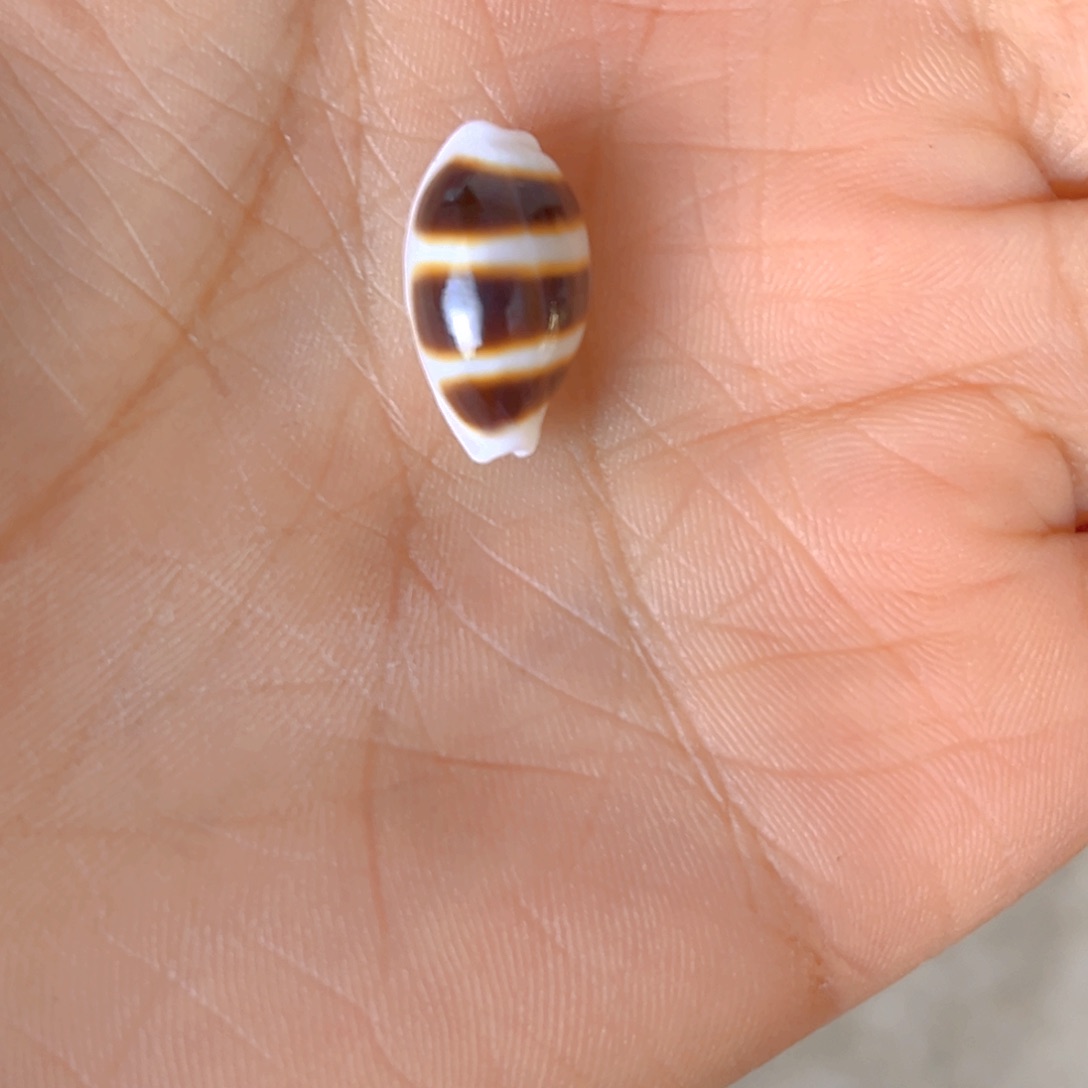 大理石磁石@**人天然贝壳海螺批发零售