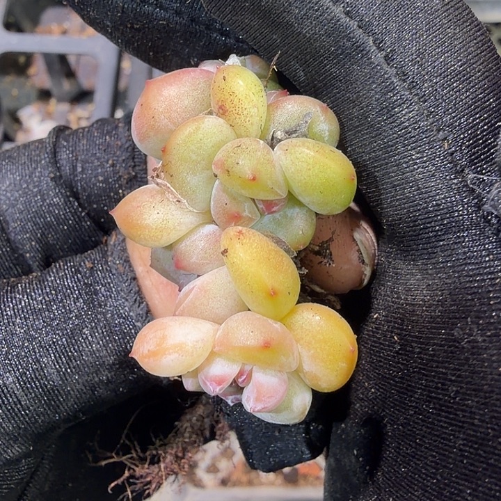 61 号到手1框江北多肉