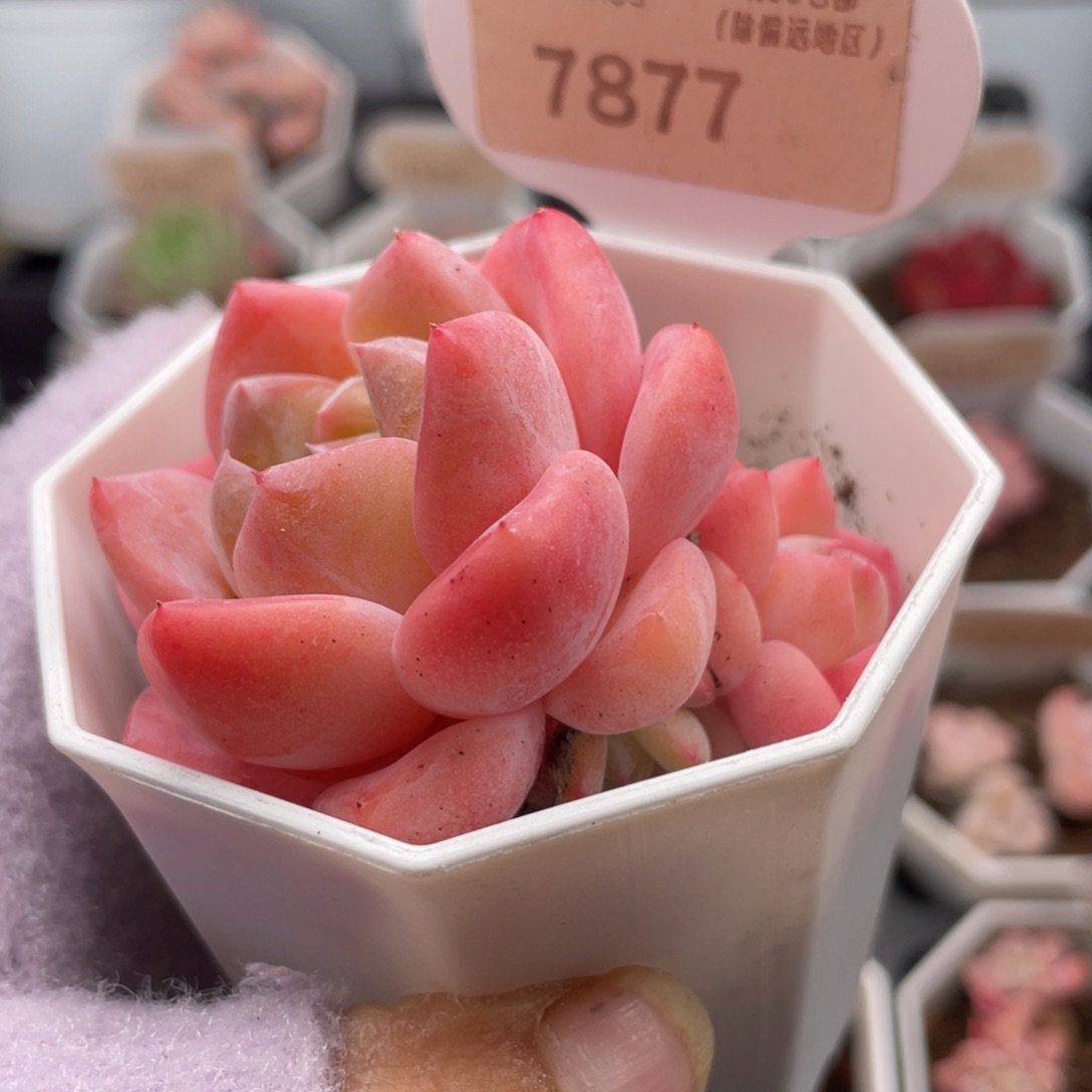 心心糖7877-5.5厘米