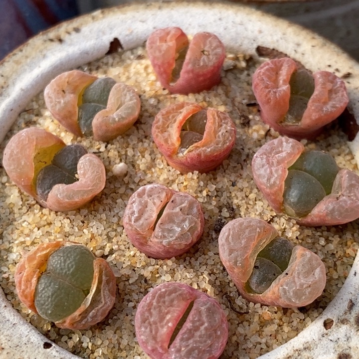 日系原株红风铃一颗