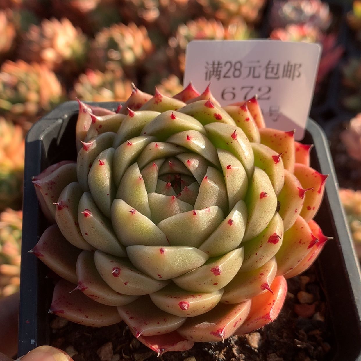 【闪购商品】云672号麦秆