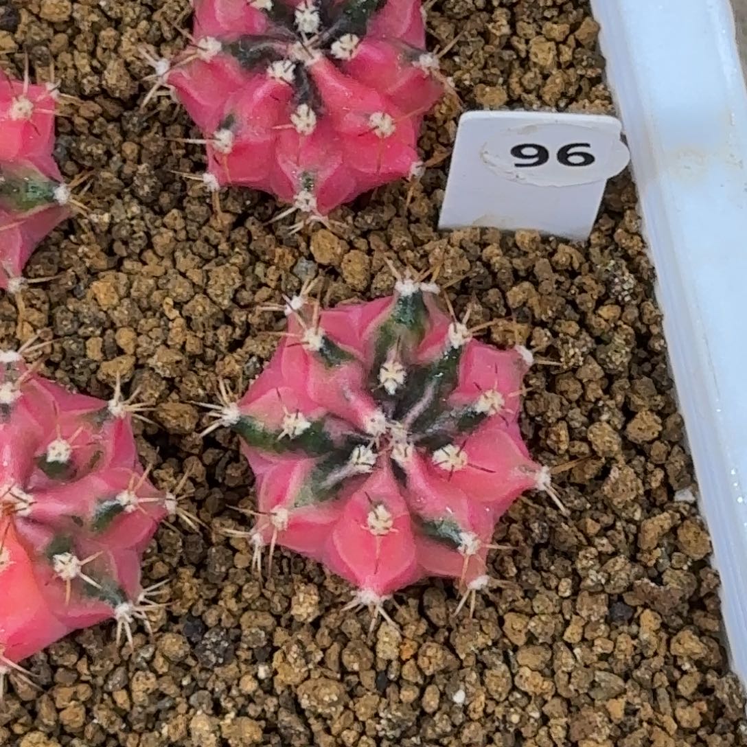 96号泰系名品侧芽小马克