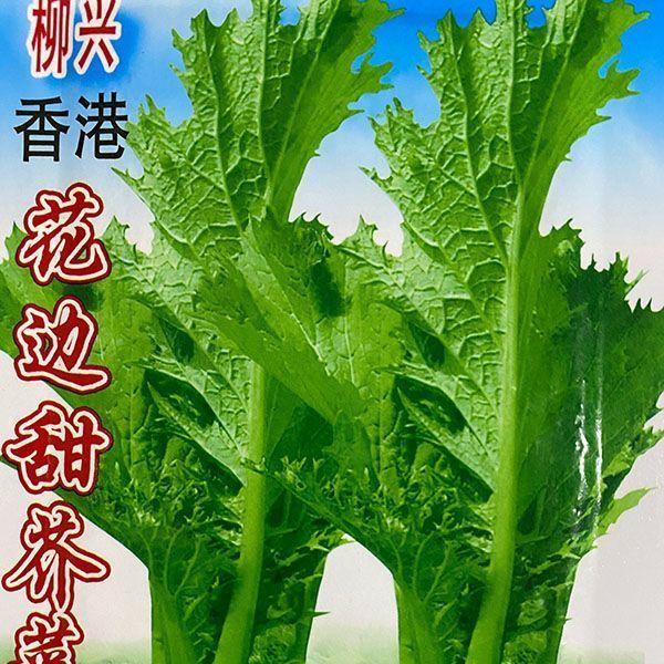 【满5包/包邮】四季高产耐热耐湿花边甜芥菜种子适合阳台盆栽种植