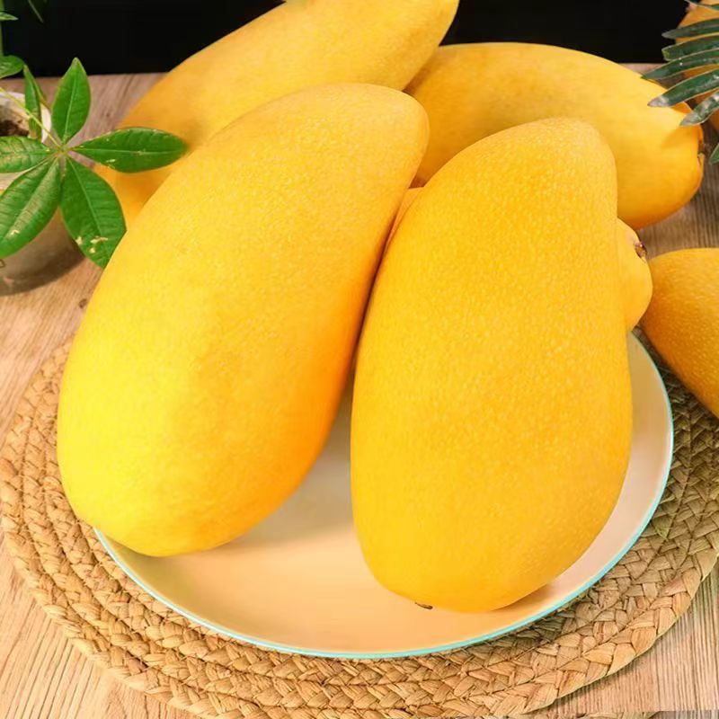 正宗金煌芒果园直发超大号 水仙芒新鲜水果整箱装