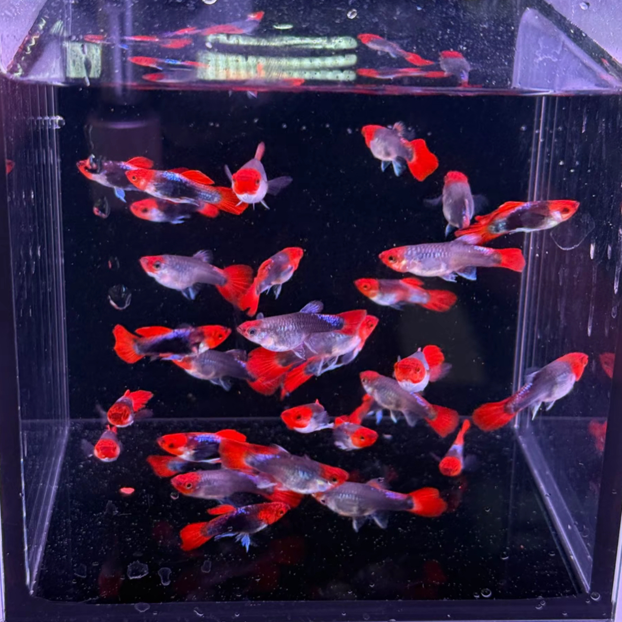 深海蓝贵族孔雀鱼 胎生好养鱼 小型热带鱼