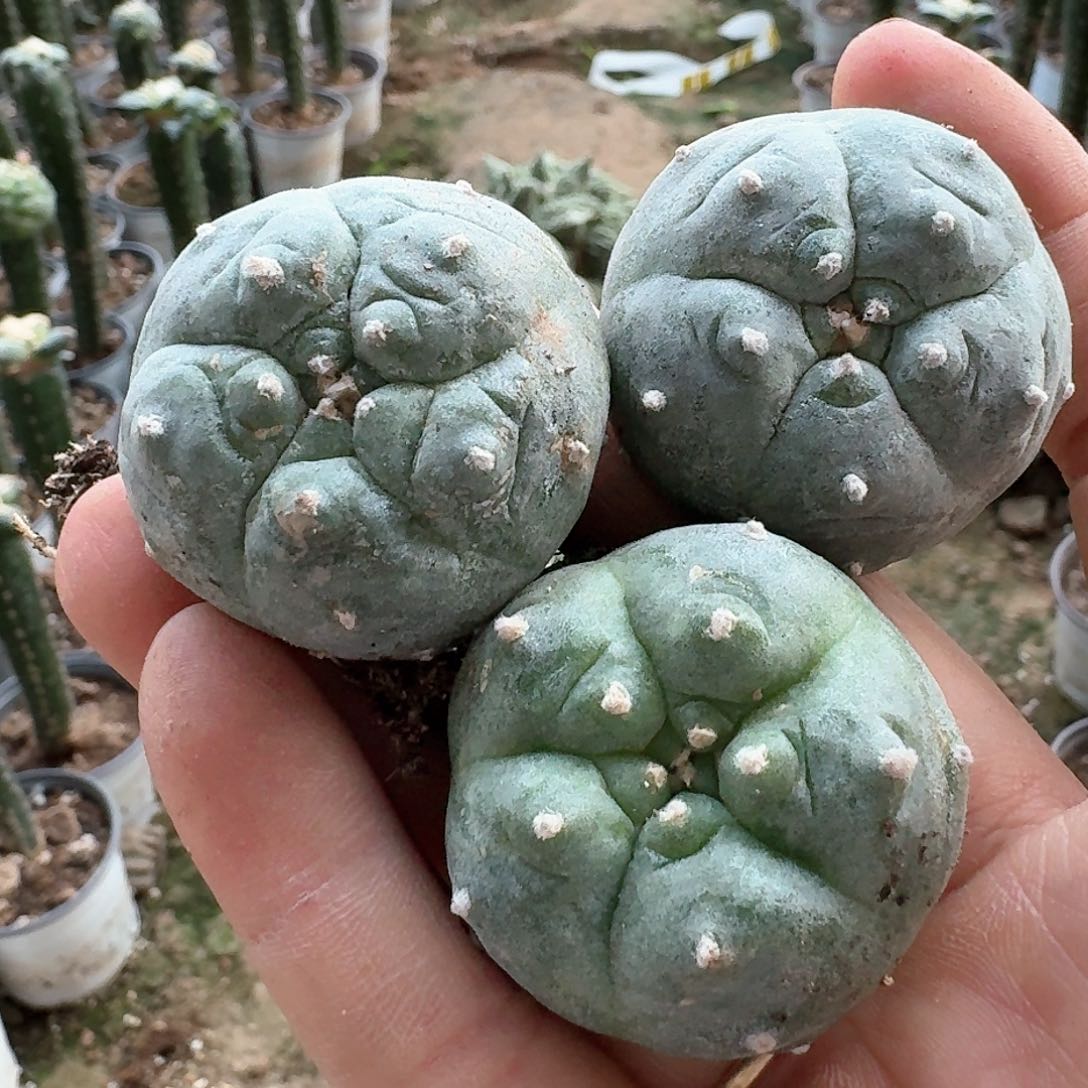 【闪购商品】无花朵三颗萝卜根肋骨