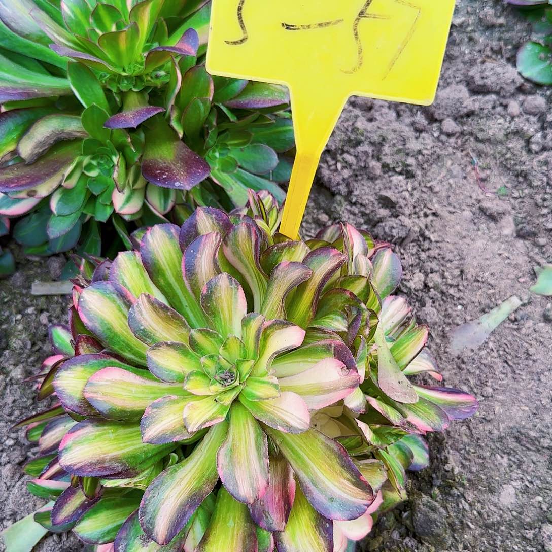 5+57+-+多头多肉植物