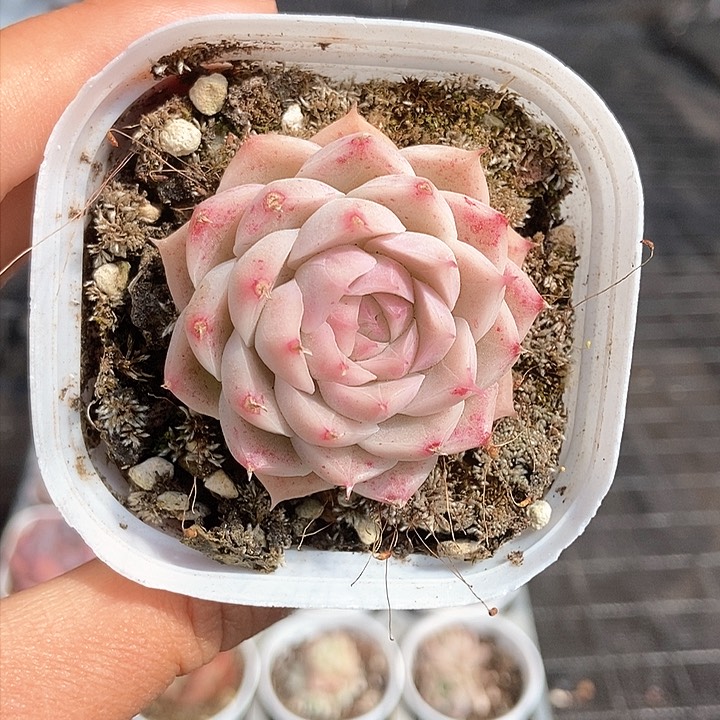 一物一拍满十元包邮发货 227