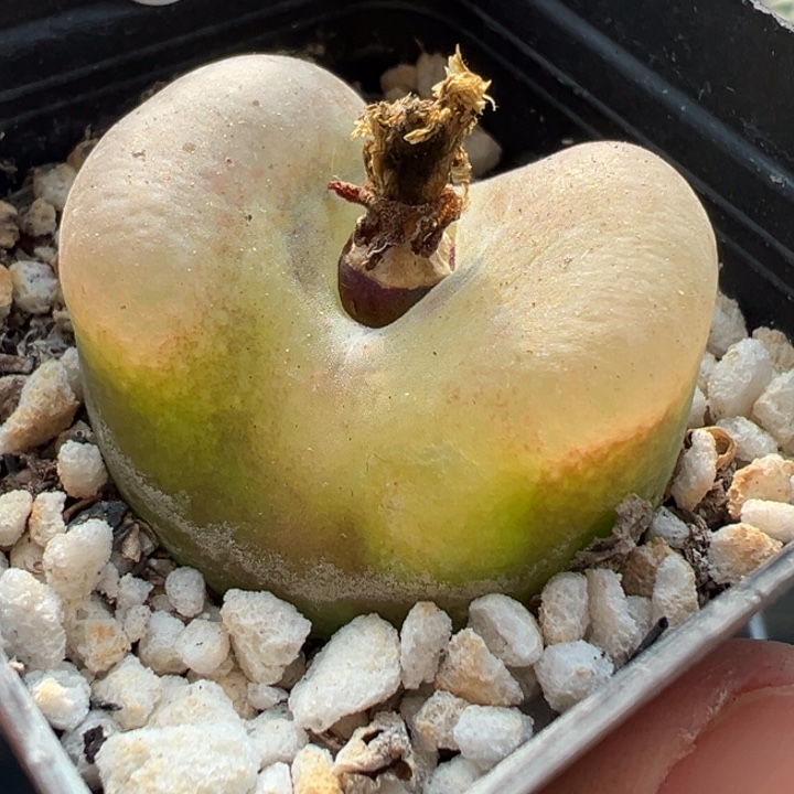 20号双12嗨一天不代表出货价格