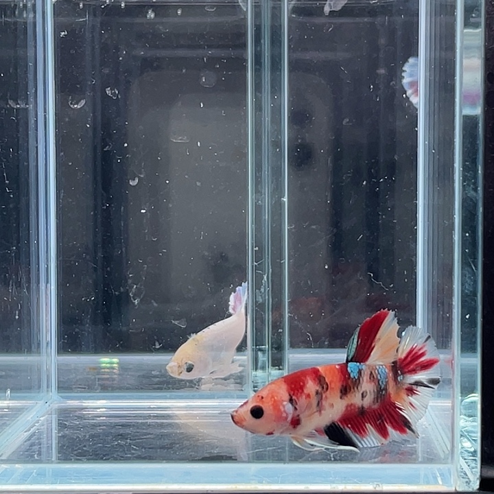 斗鱼活体不退不换谢谢