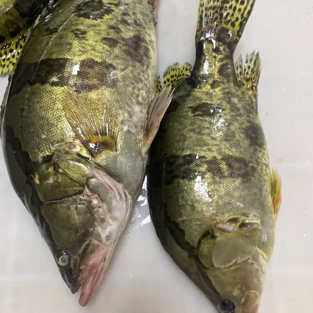 东北冷水野生鳌花鱼（现场称重）顺丰包邮