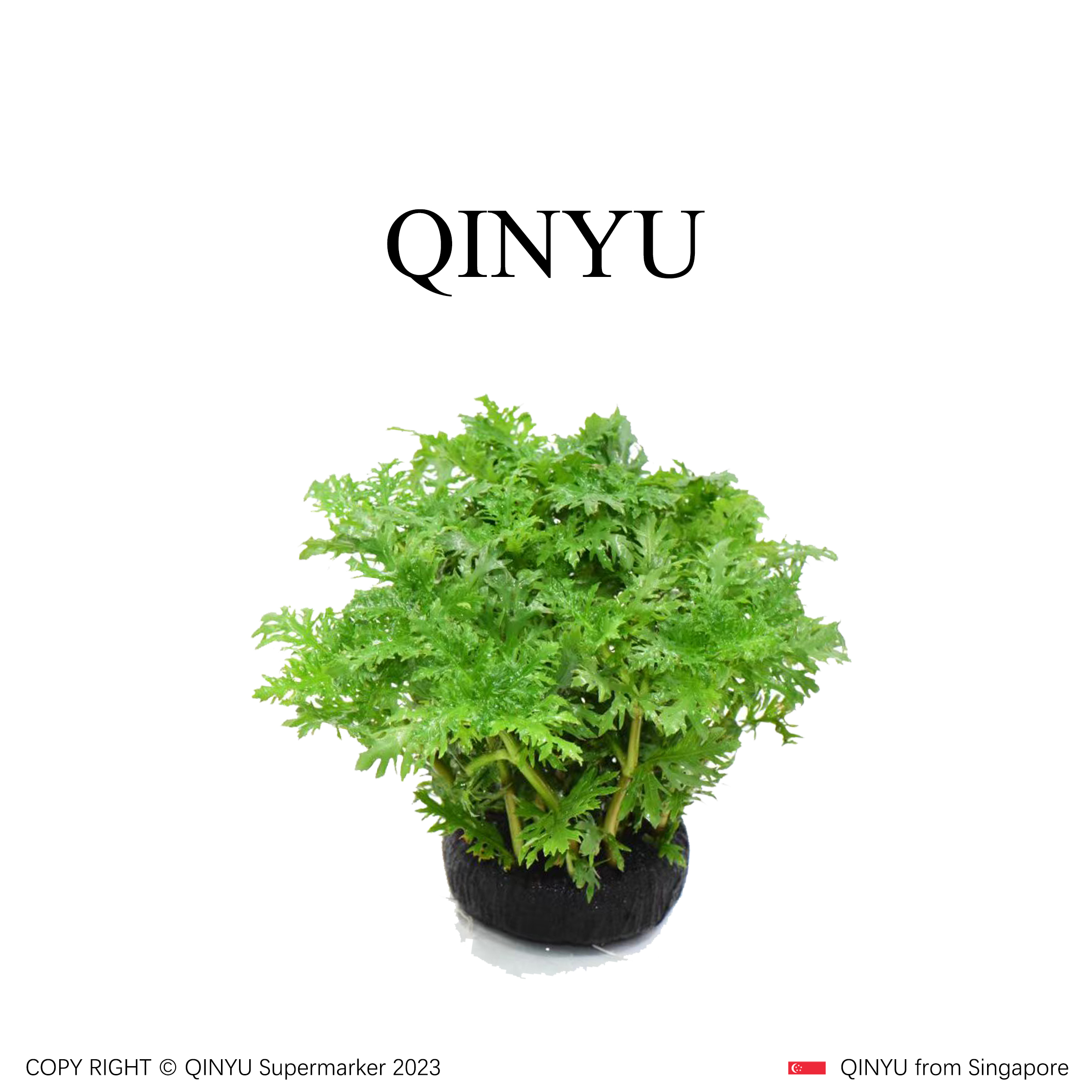 【年中大促】水罗兰坨草 新手懒人水草 无需底沙入缸成景