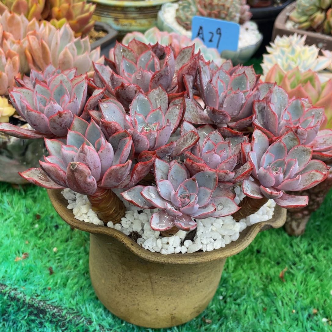 哼***哈多肉植物盆栽多肉