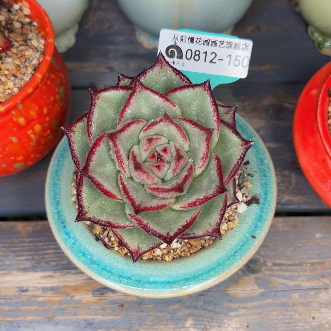 多肉一物一拍0812-150